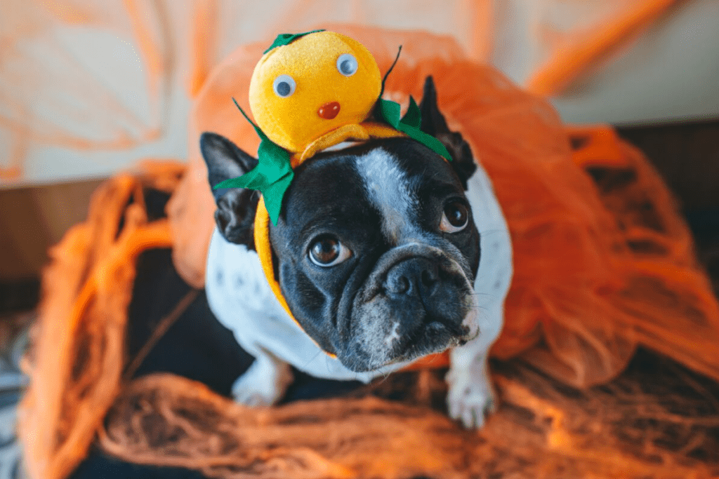 How to Celebrate Halloween in Medellín Live and Retire in Colombia