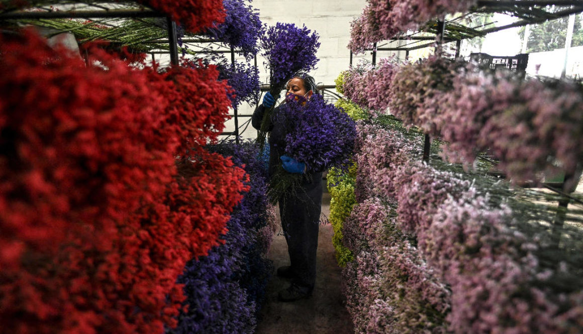 There’s A Good Chance Your Valentine’s Flowers Come From Colombia