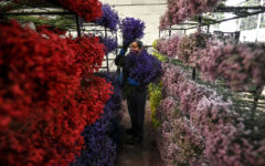 There’s A Good Chance Your Valentine’s Flowers Come From Colombia